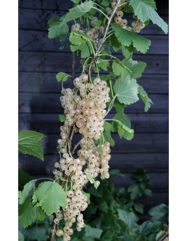 Whitecurrant (Ribes rubrum) Rare fruits, rare...