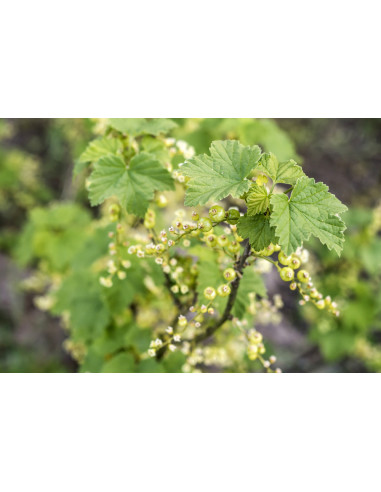 1 Arbolito de Grosella blanca 'White grape'...