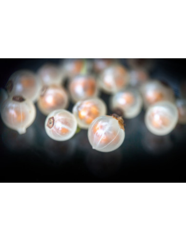 Whitecurrant (Ribes rubrum) Rare fruits, rare...