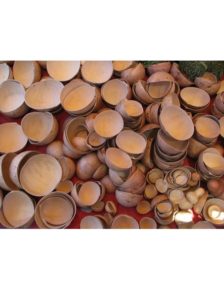 1 Calabash tree Live plant (Crescentia cujete) Mexican nurserys online