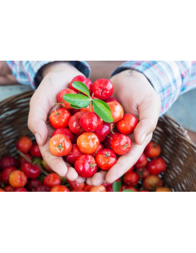 Acerola cherry (Malpighia emarginata) Barbados...