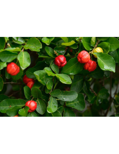 1 Arbolito de Acerola cherry (Malpighia...