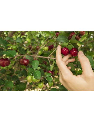 1 Arbolito de Acerola cherry (Malpighia...