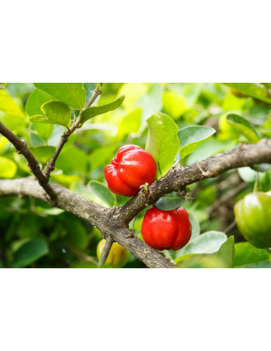 Acerola cherry (Malpighia emarginata) Barbados...