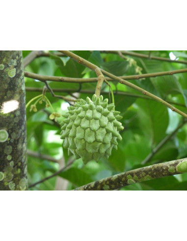 1 Arbolito de Biriba - Rollinia deliciosa - Anon, Annonaceas de Coleccion para amantes de los frutales. Venta