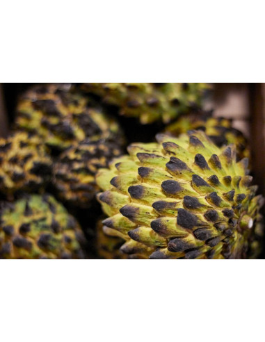 1 Arbolito de Biriba - Rollinia deliciosa -...