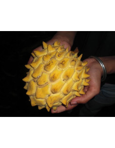 Biriba fruit tree (Rollinia... 2