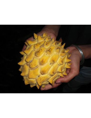 Biriba fruit tree (Rollinia deliciosa) Mexican...