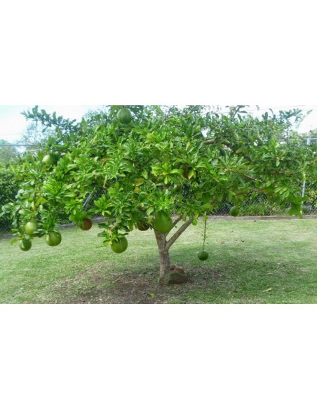 1 Calabash tree Live plant (Crescentia cujete) Mexican nurserys online