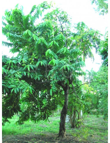 1 Arbolito de Biriba - Rollinia deliciosa -...