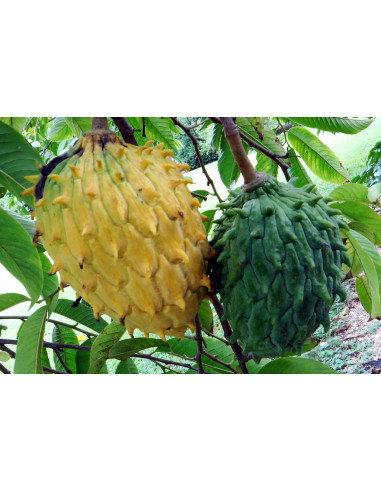 Biriba fruit tree (Rollinia deliciosa) Mexican...