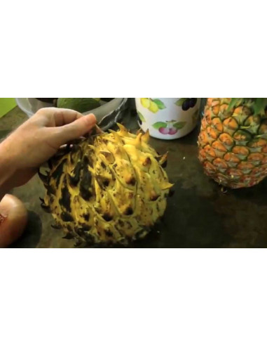 1 Arbolito de Biriba - Rollinia deliciosa -...