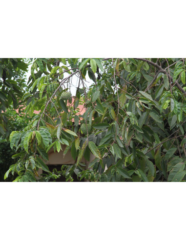 Biriba fruit tree (Rollinia deliciosa) Mexican...