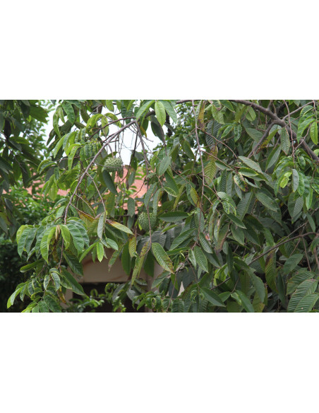 Biriba fruit tree (Rollinia deliciosa) Mexican rare plant nurseries - BUY HERE
