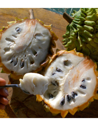 1 Arbolito de Biriba - Rollinia deliciosa -...