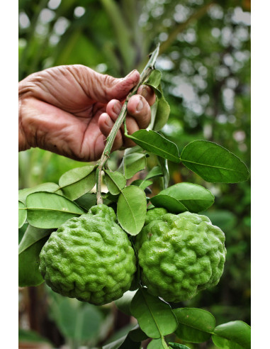 1 Arbolito de Lima kaffir (Citrus hystrix) Limon kafir, combava en Mexico