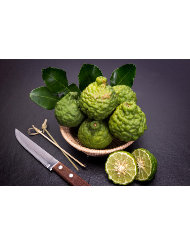 Kaffir lime (Citrus hystrix) RARE CITRUS FOR...
