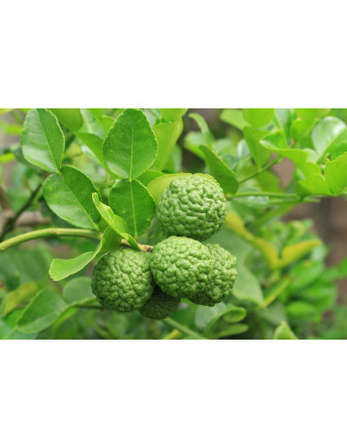 Kaffir lime (Citrus hystrix) RARE CITRUS FOR...