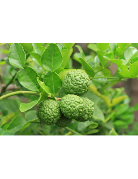 Kaffir lime (Citrus hystrix) RARE CITRUS FOR SALE - WORLDWIDE SHIPPINGS