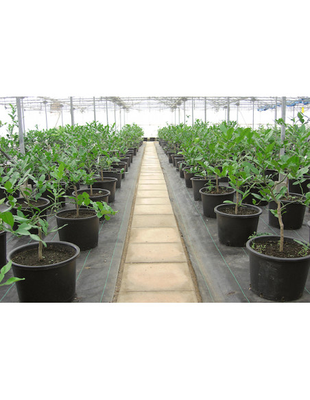 Kaffir lime (Citrus hystrix) RARE CITRUS FOR SALE - WORLDWIDE SHIPPINGS