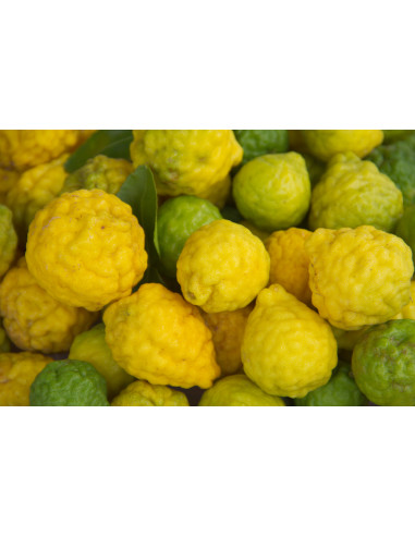 Kaffir lime (Citrus hystrix) RARE CITRUS FOR...