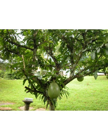 1 Calabash tree Live plant (Crescentia cujete) Mexican nurserys online
