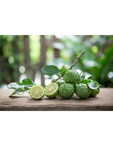 Kaffir lime (Citrus hystrix) RARE CITRUS FOR...