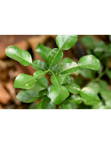 Kaffir lime (Citrus hystrix) RARE CITRUS FOR...