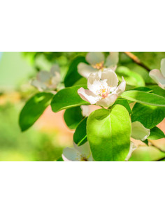 Sweet Quince /Cydonia... 2