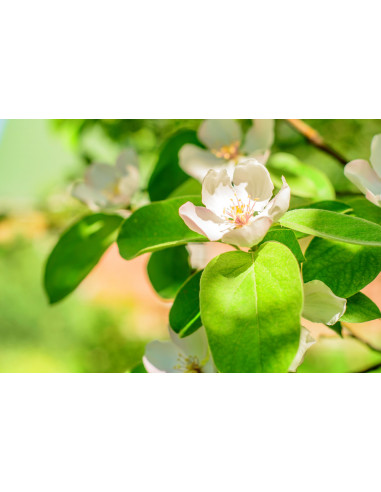 Sweet Quince /Cydonia oblonga/ Grafted trees -...