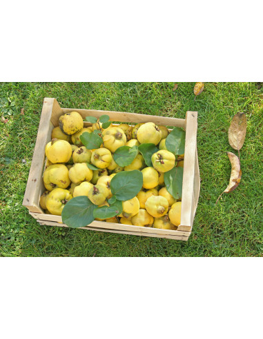 Sweet Quince /Cydonia oblonga/ Grafted trees -...