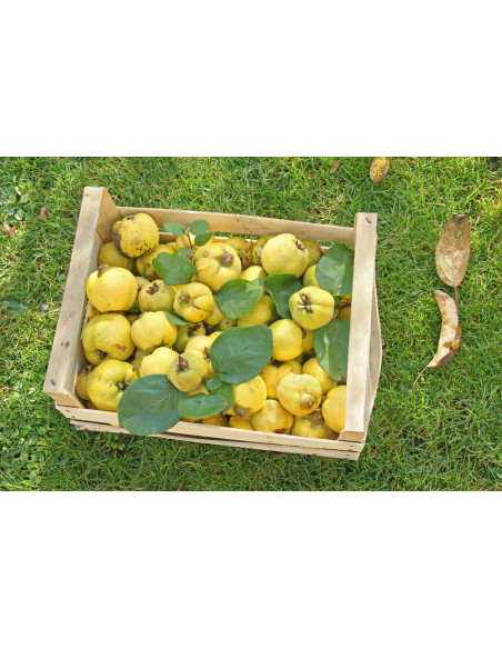 Sweet Quince /Cydonia oblonga/ Grafted trees - BUY NOW