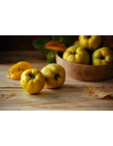 Sweet Quince /Cydonia oblonga/ Grafted trees -...
