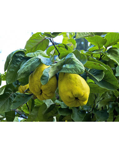 Sweet Quince /Cydonia oblonga/ Grafted trees -...