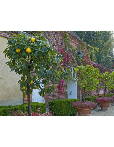 Sweet Quince /Cydonia oblonga/ Grafted trees -...