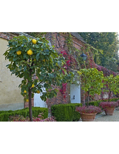 Sweet Quince /Cydonia oblonga/ Grafted trees - BUY NOW