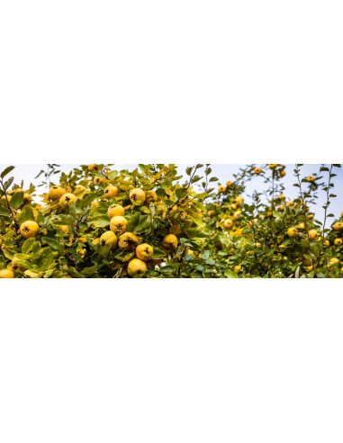 Sweet Quince /Cydonia oblonga/ Grafted trees -...