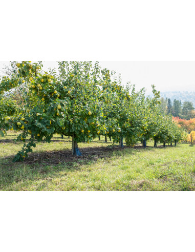 Sweet Quince /Cydonia oblonga/ Grafted trees -...