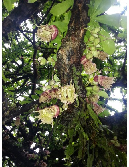 1 Arbolito de Jicaro - crescentia cujete - Jicara unico y endemico de Mexico