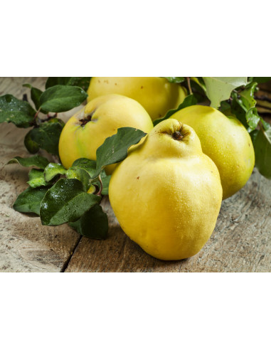 Sweet Quince /Cydonia oblonga/ Grafted trees -...