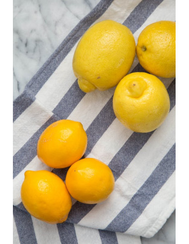Improved Meyer lemon (Citrus x meyeri) Rare citrus trees for sale