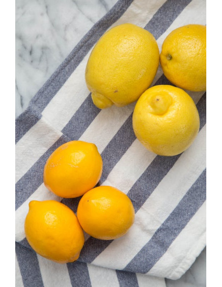 1 Arbolito de Limón Meyer (Citrus x meyeri) Citricos unicos de todo el Mundo Solo aqui