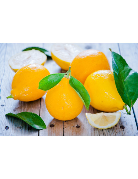 1 Arbolito de Limón Meyer (Citrus x meyeri) Citricos unicos de todo el Mundo Solo aqui