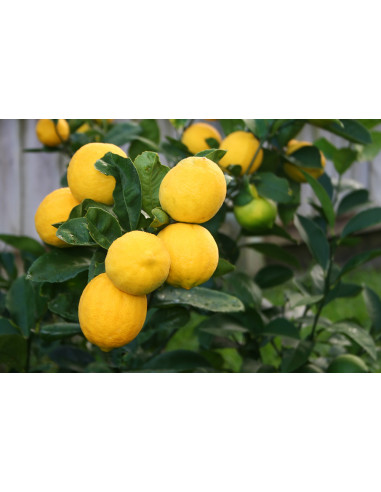 Improved Meyer lemon (Citrus x meyeri) Rare...