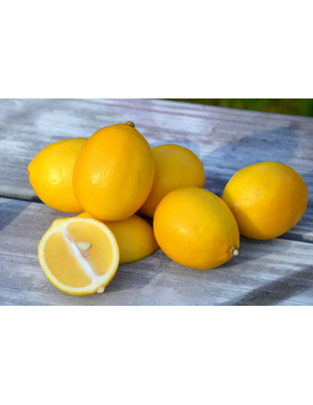 1 Arbolito de Limón Meyer (Citrus x meyeri) Citricos unicos de todo el Mundo Solo aqui