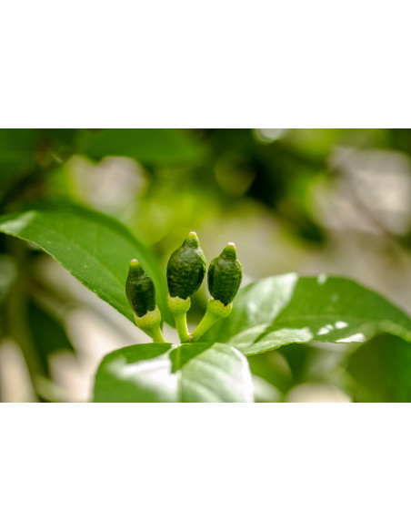 Improved Meyer lemon (Citrus x meyeri) Rare citrus trees for sale