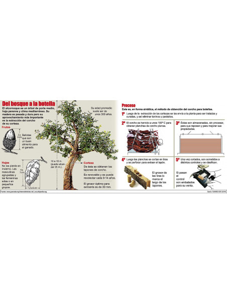 Cork oak (Quercus suber) Rare trees - order here THE GREENSS SHOP CO. TREE NURSERIES
