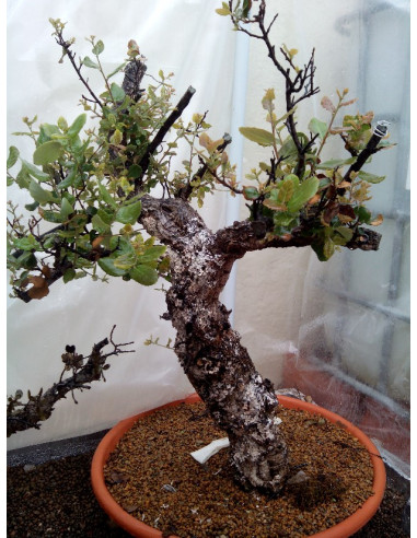 1 Arbolito de Corcho o Alcornoque (Quercus...