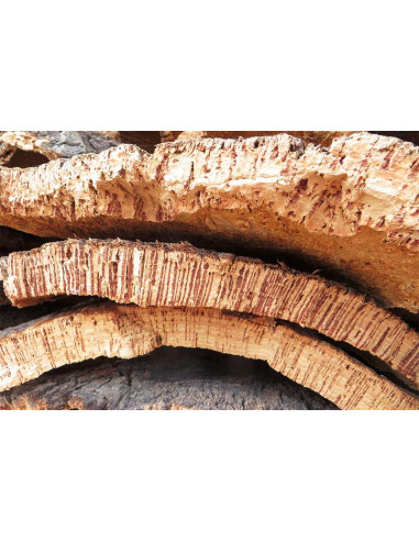 Cork oak (Quercus suber) Rare trees - order...