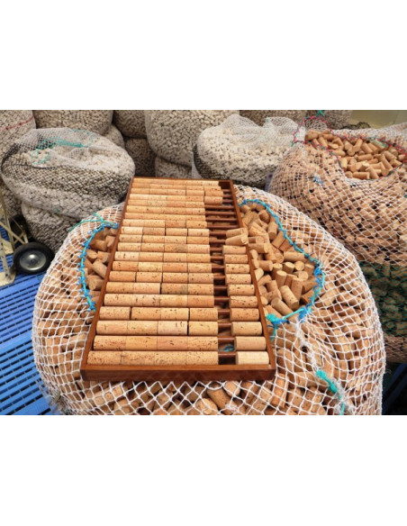 1 Arbolito de Corcho o Alcornoque (Quercus suber) Arbol para la produccion de Corcho en Mexico - Encino raro